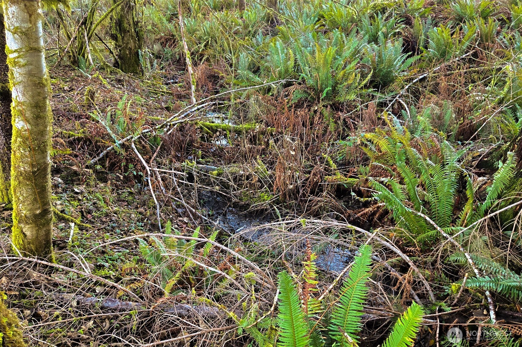 0 Silverwood Drive #E2, Castle Rock, WA 98611