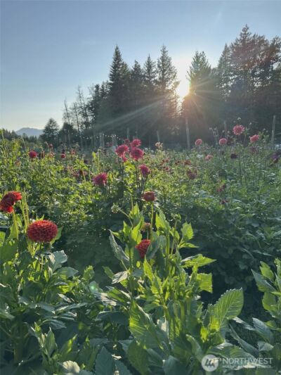 104 Luna Lane , Packwood, WA 98361 - Photo 23