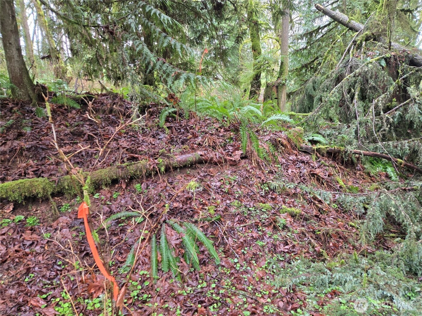 184 xx 123rd (Central Lot) Avenue NE, Arlington, WA 98223