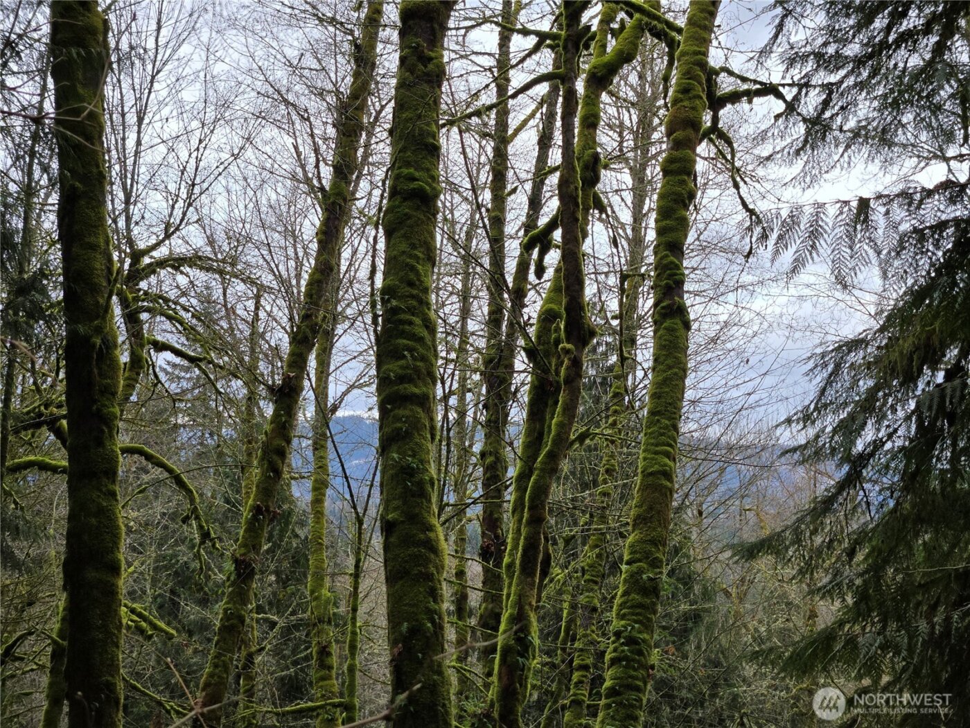 184 xx 123rd (Central Lot) Avenue NE, Arlington, WA 98223