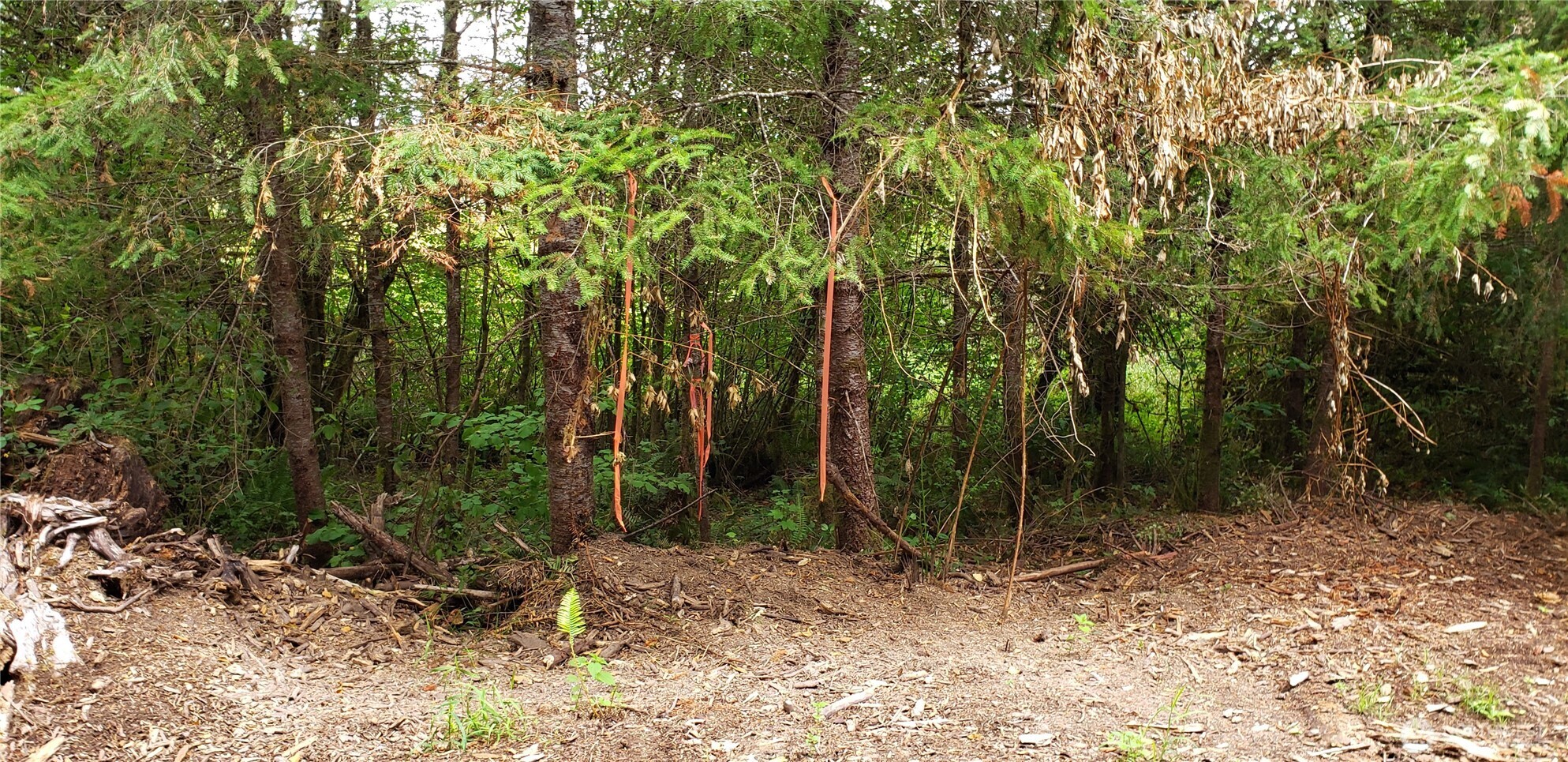 196 Jensen Road , Onalaska, WA 98570