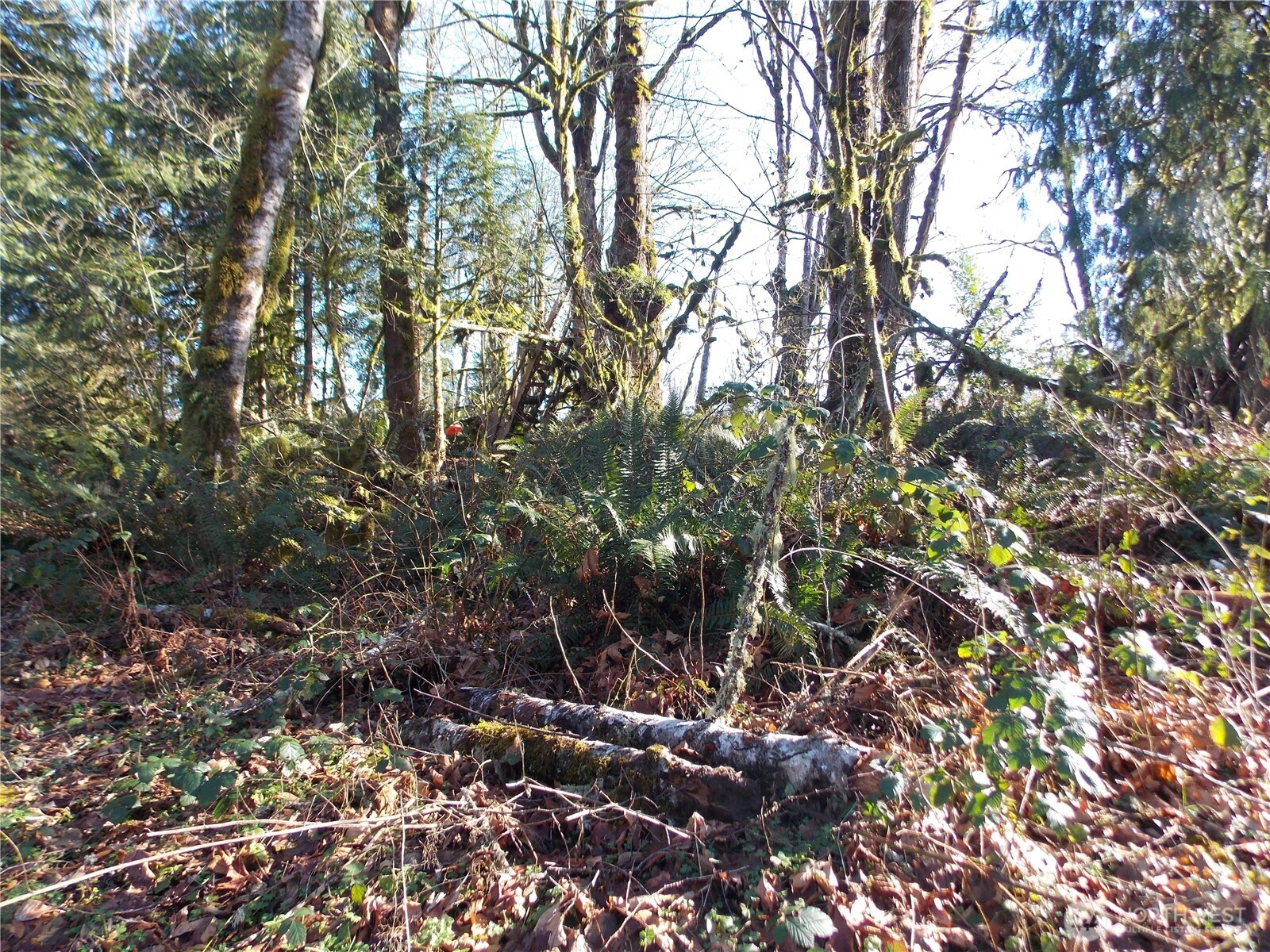 421 Young Road , Mossyrock, WA 98564