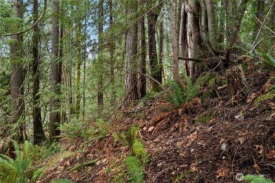 0 N Olympic Trails Drive , Lilliwaup, WA 98555 - Photo 11