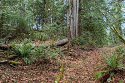 0 N Olympic Trails Drive , Lilliwaup, WA 98555 - Photo 4