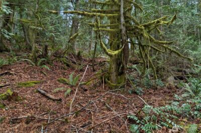 0 N Olympic Trails Drive , Lilliwaup, WA 98555 - Photo 5