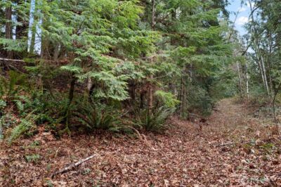0 N Olympic Trails Drive , Lilliwaup, WA 98555 - Photo 7