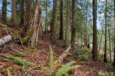 0 N Olympic Trails Drive , Lilliwaup, WA 98555 - Photo 8