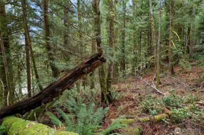 0 N Olympic Trails Drive , Lilliwaup, WA 98555 - Photo 9