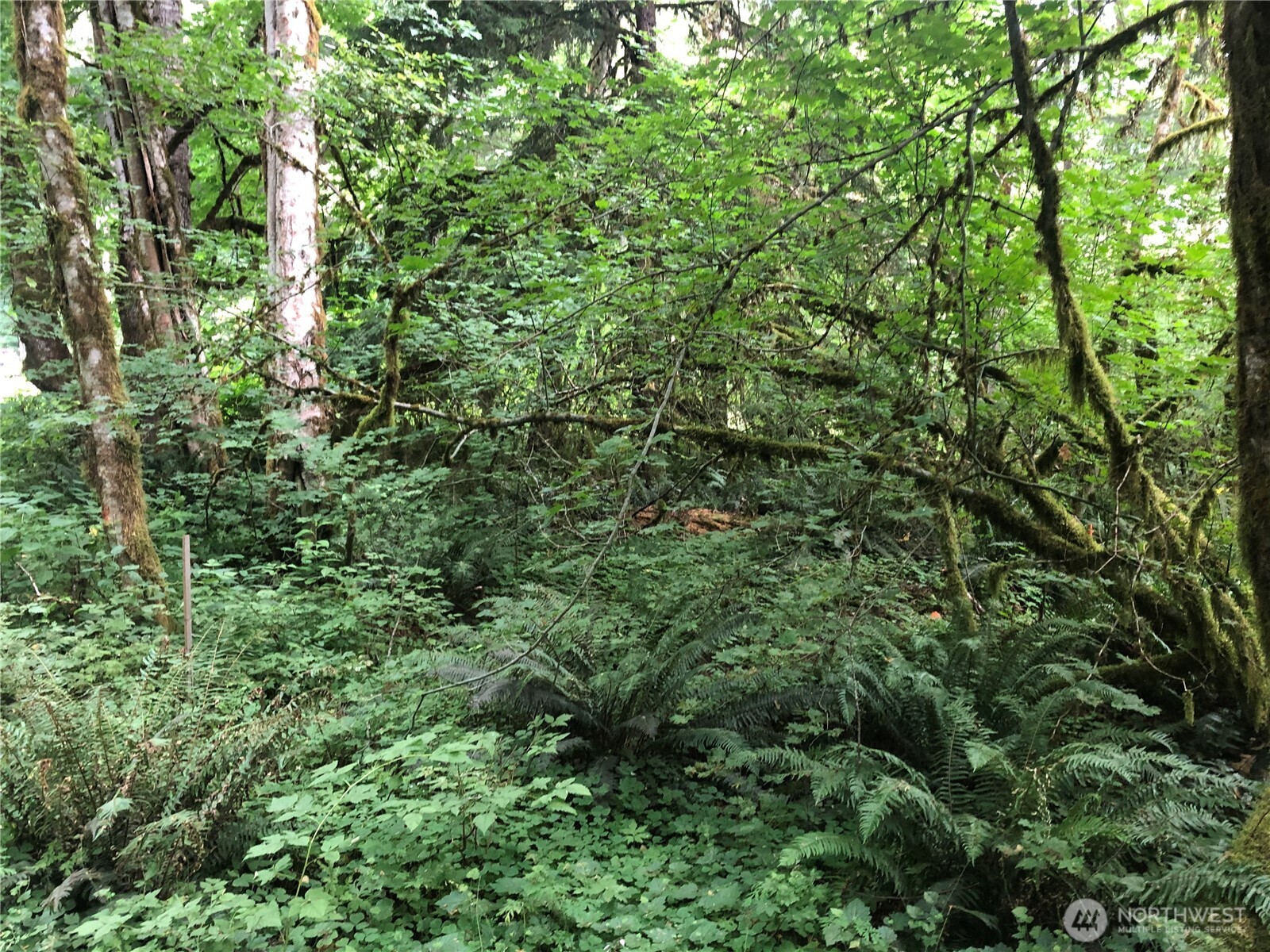 31704 Mount Tahoma Canyon Road , Ashford, WA 98304