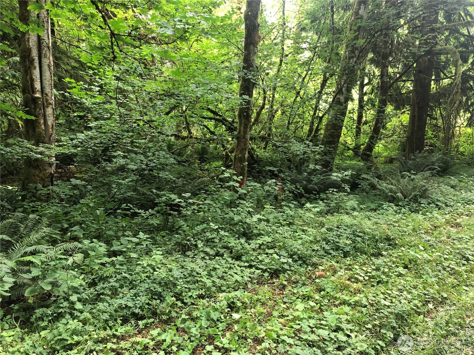 31704 Mount Tahoma Canyon Road , Ashford, WA 98304