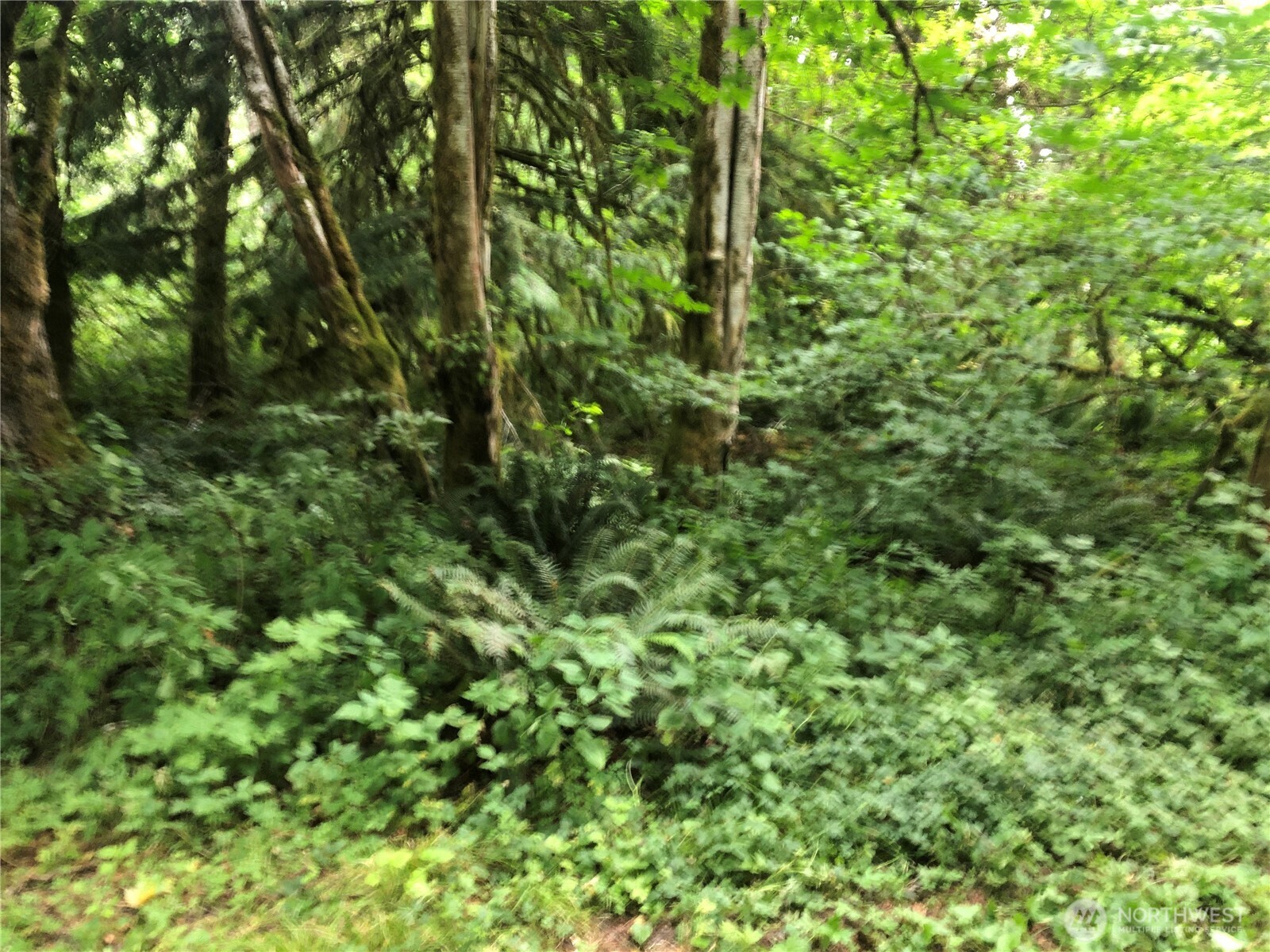 31704 Mount Tahoma Canyon Road , Ashford, WA 98304