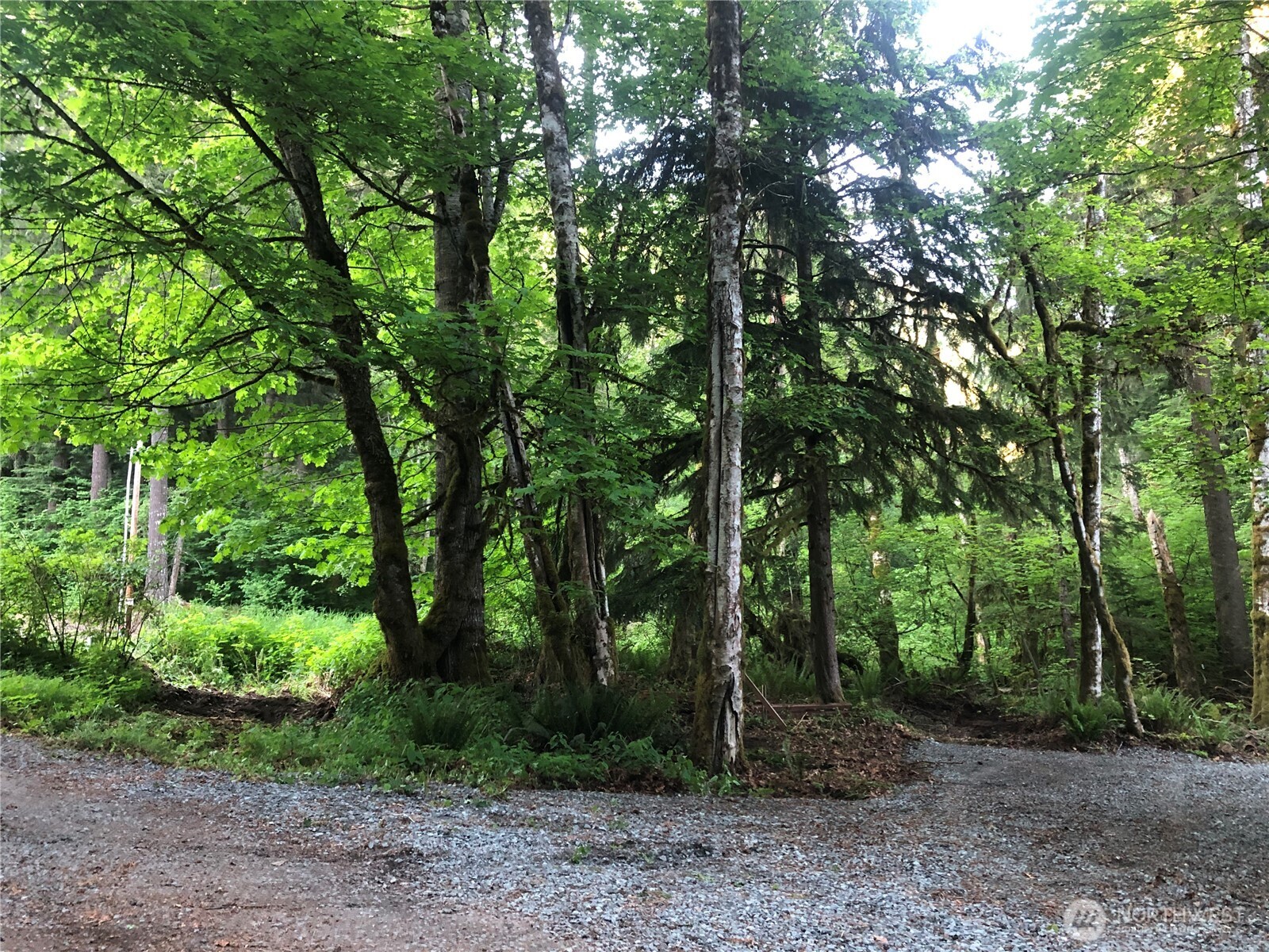 31704 Mount Tahoma Canyon Road , Ashford, WA 98304