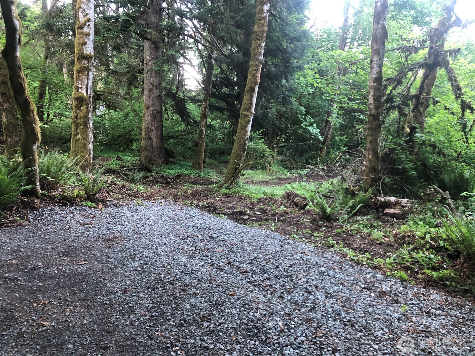 31704 Mount Tahoma Canyon Road , Ashford, WA 98304