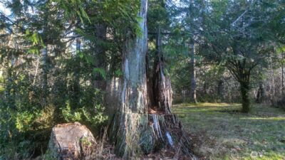 441 Elma Hicklin Rd W, McCleary, WA 98557 - Photo 10