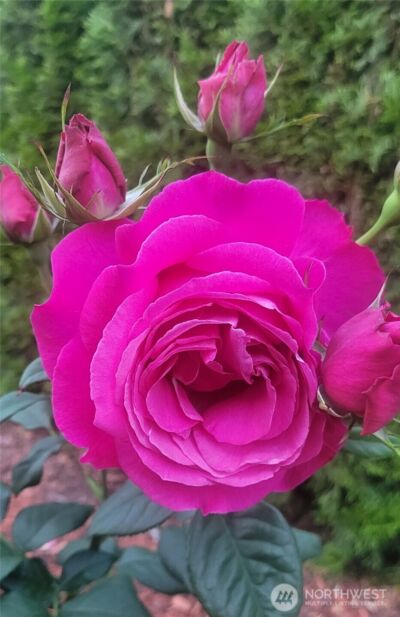 18727 145th Street E, Bonney Lake, WA 98391 - Photo 31