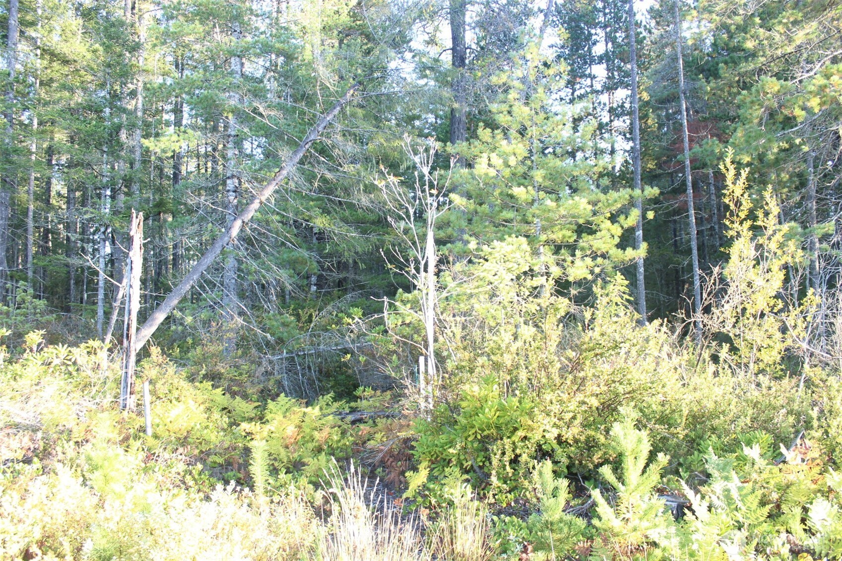 3511 NE Tahuya Blacksmith Rd , Tahuya, WA 98588