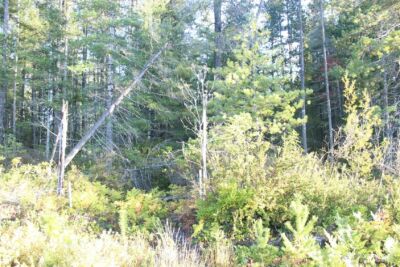 3511 NE Tahuya Blacksmith Rd , Tahuya, WA 98588 - Photo 7