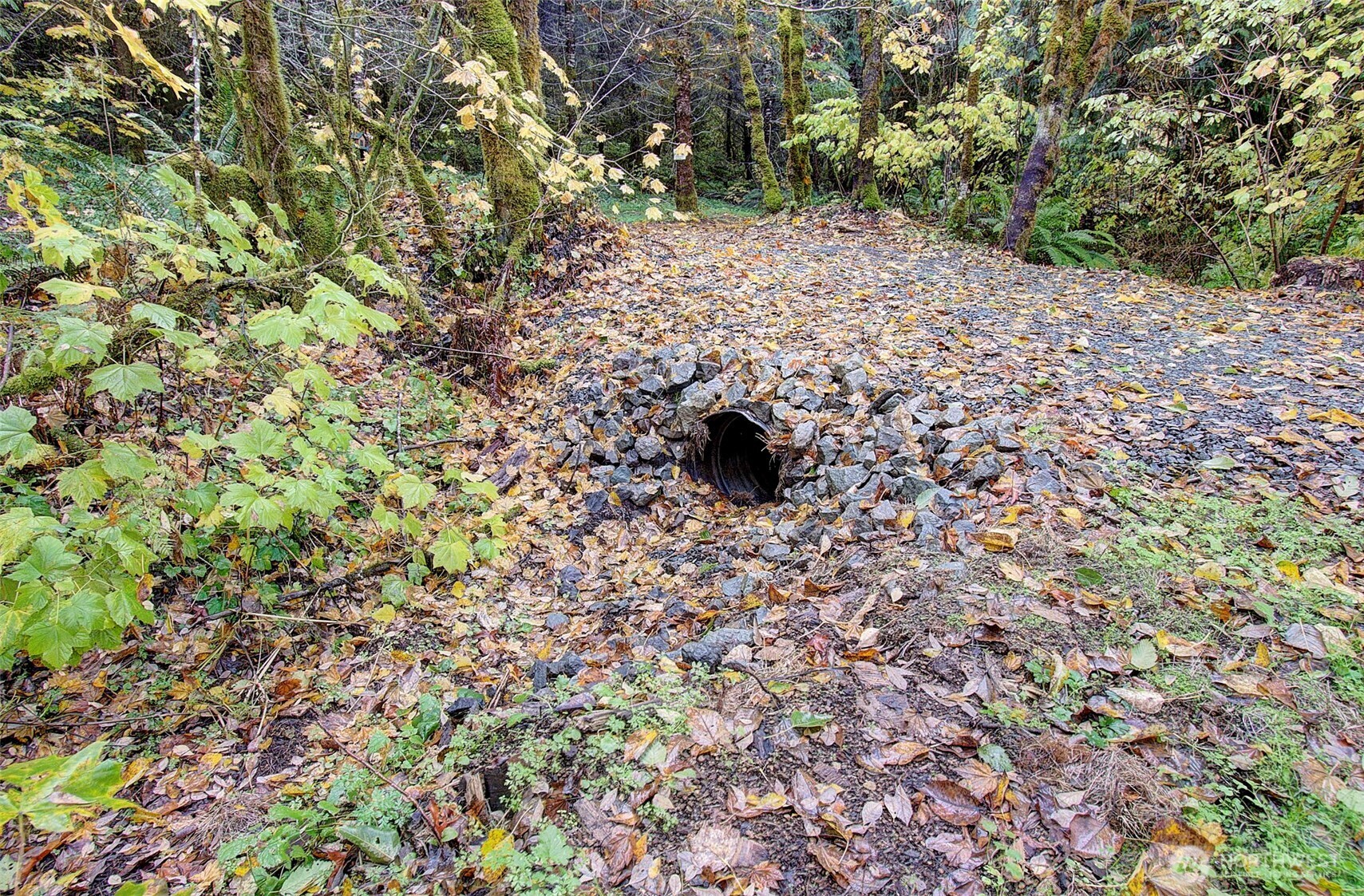 133 Lost Creek Drive , Glenoma, WA 98336