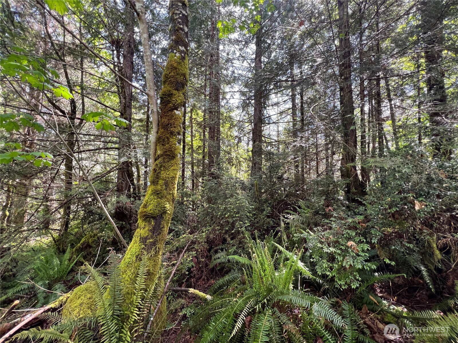 1 XXX Juanita Drive , Brinnon, WA 98320