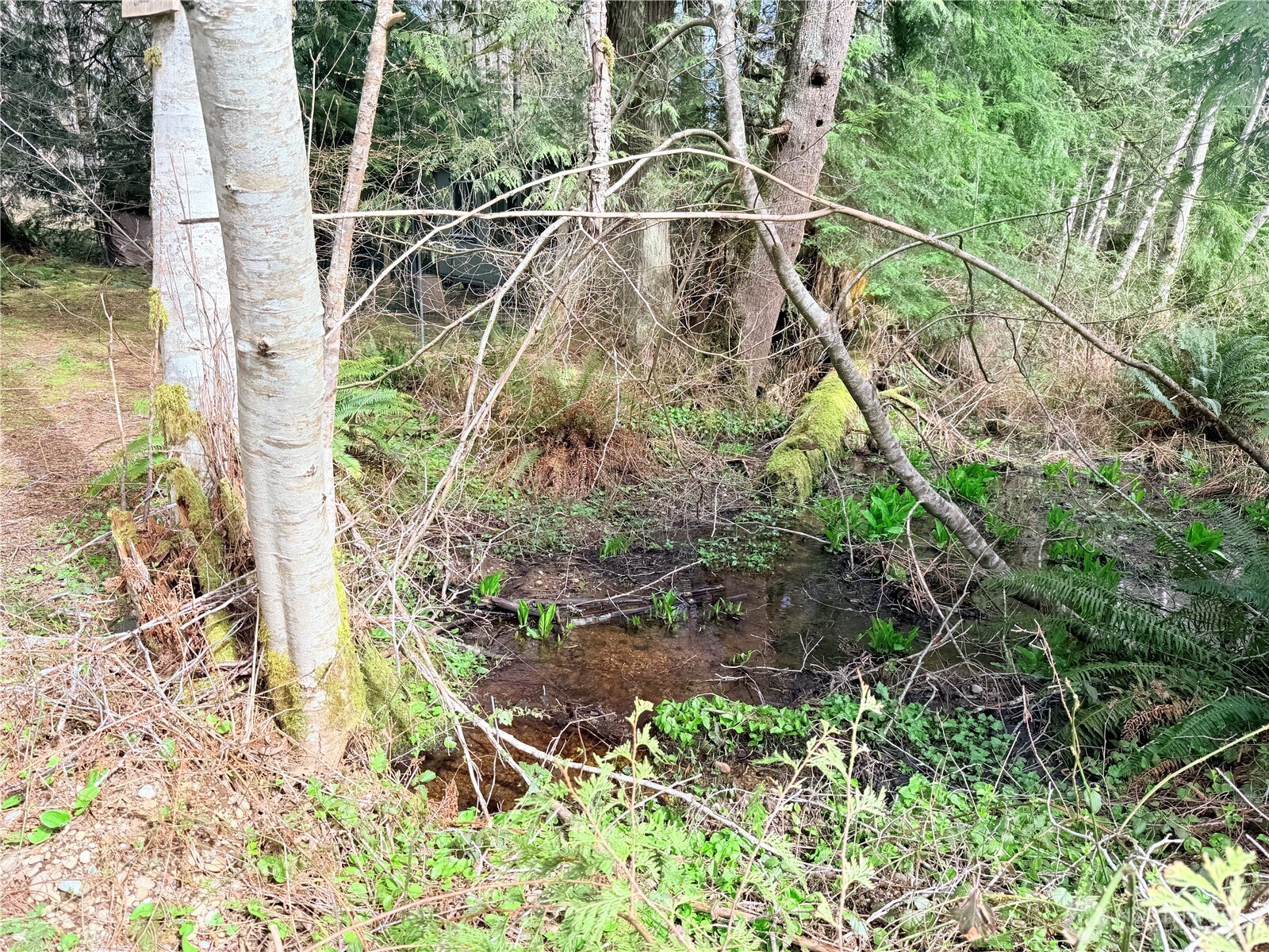 191 W Thunderbird Drive , Elma, WA 98541-9600