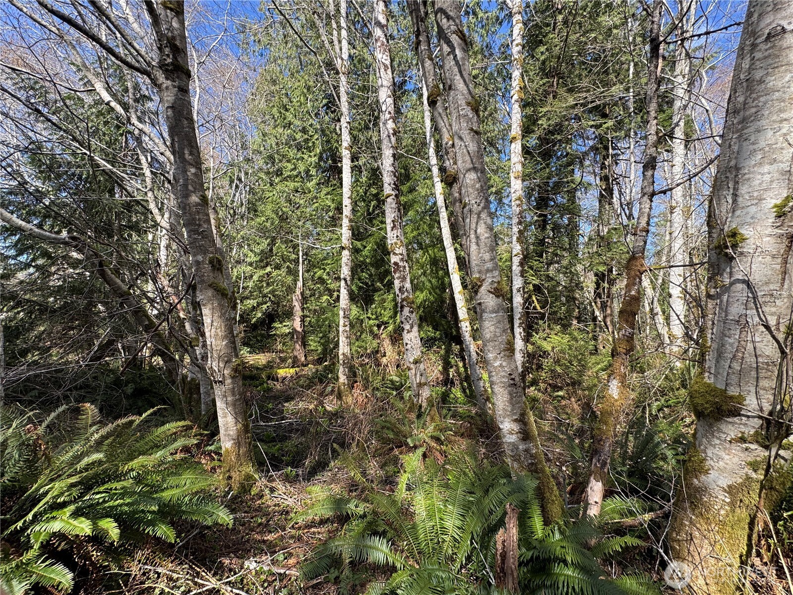 191 W Thunderbird Drive , Elma, WA 98541-9600