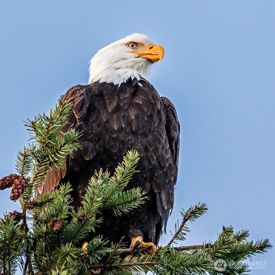 2861 SW 171st Street , Burien, WA 98166