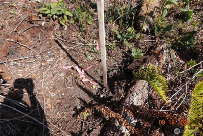 10119 Eatonville Highway E, Eatonville, WA 98328 - Photo 17