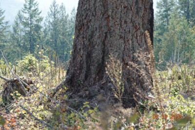 10119 Eatonville Highway E, Eatonville, WA 98328 - Photo 21