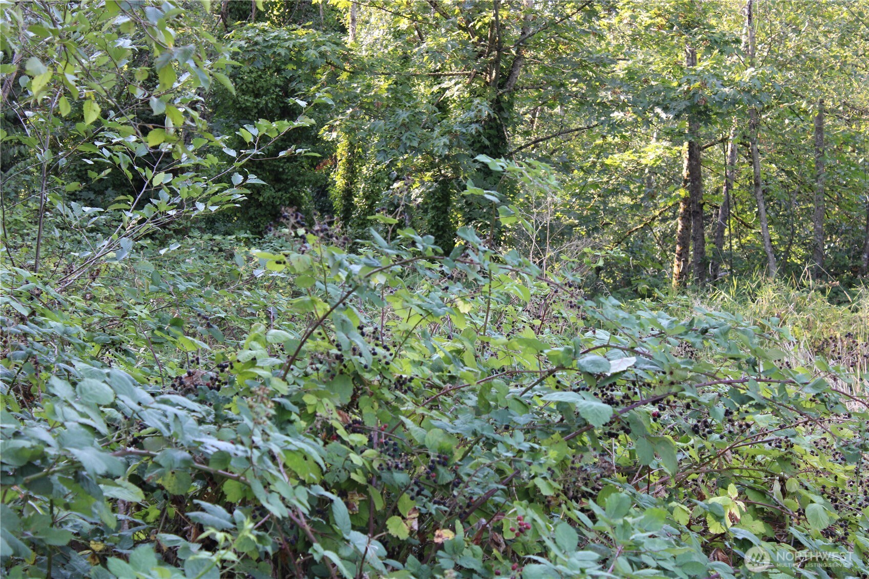 17227 1st Avenue S, Burien, WA 98166