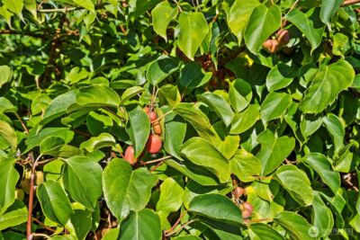 8400 Old Highway 99 SE, Tumwater, WA 98501 - Photo 32