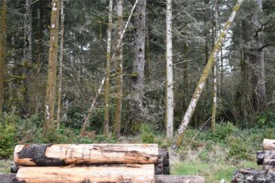 781 Mariner Court SE, Ocean Shores, WA 98569 - Photo 16