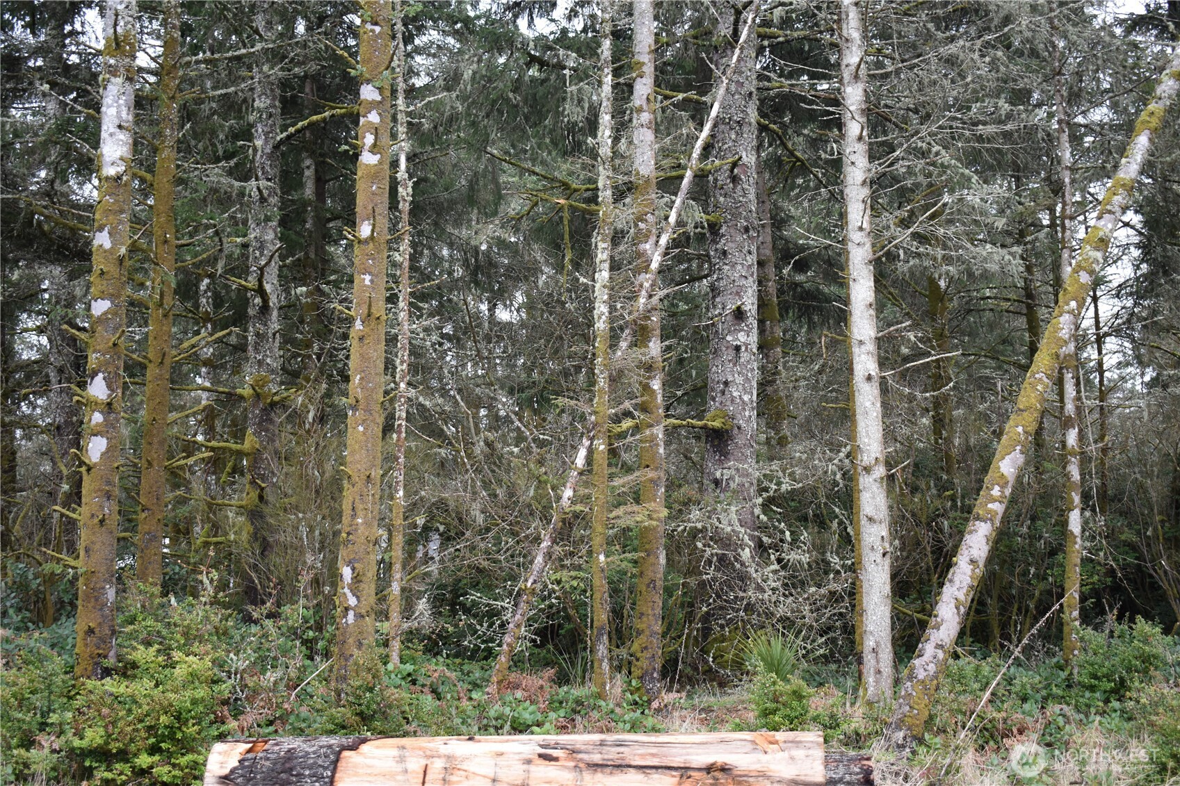 781 Mariner Court SE, Ocean Shores, WA 98569