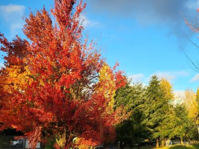 108 Hilley Drive , Chehalis, WA 98532 - Photo 32