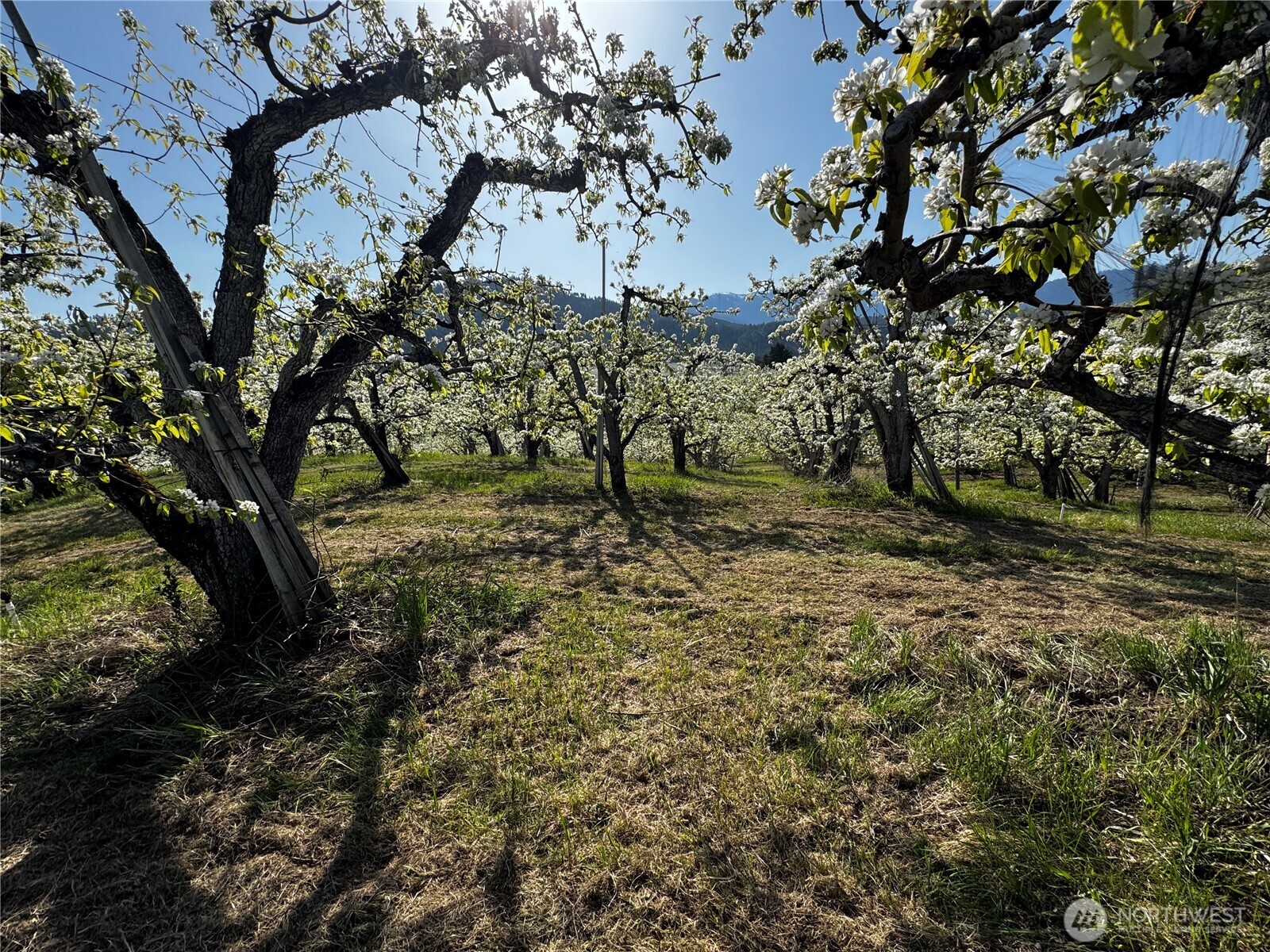 8612 Ludwig Hill Road , Peshastin, WA 98847