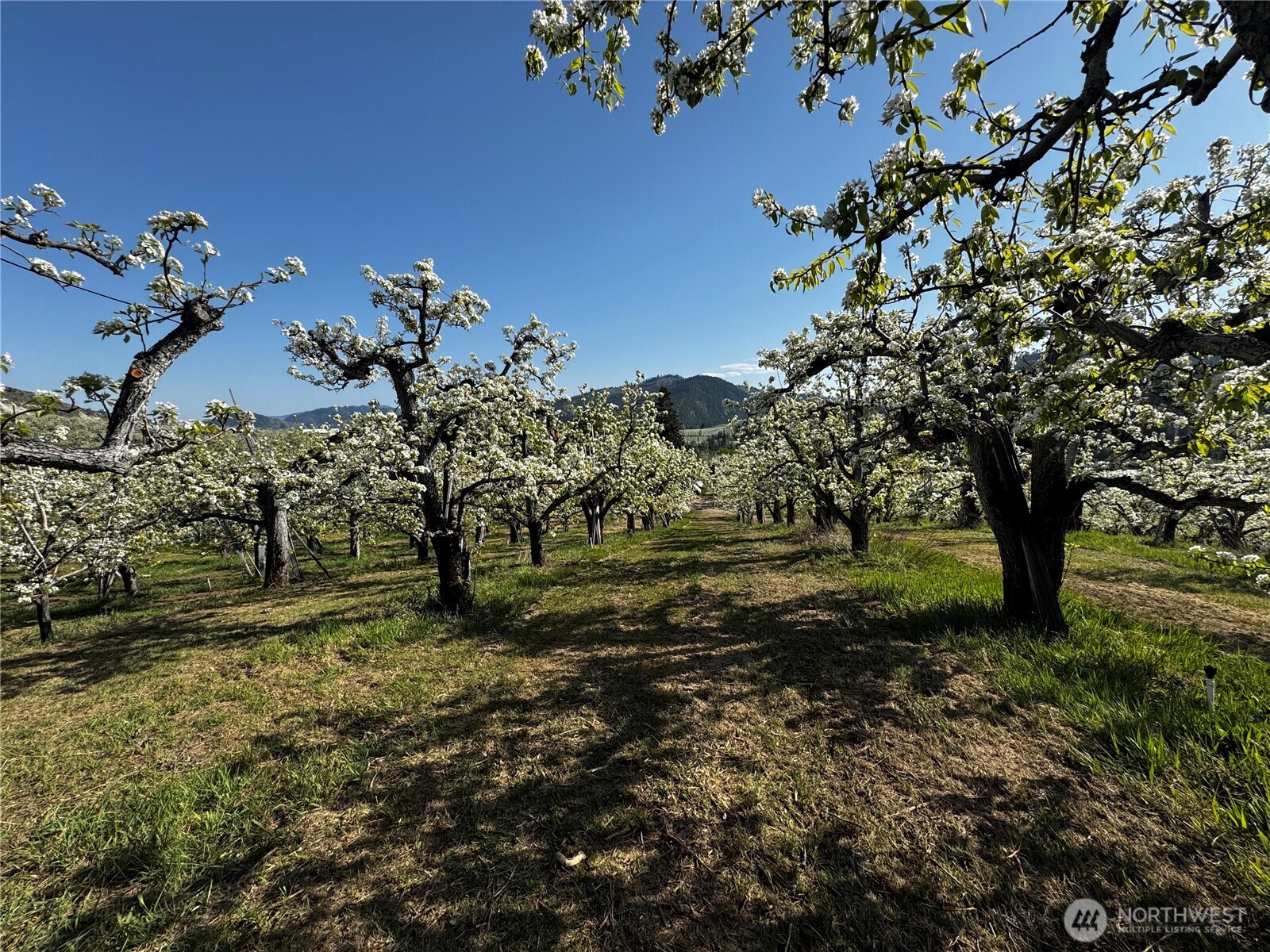 8612 Ludwig Hill Road , Peshastin, WA 98847