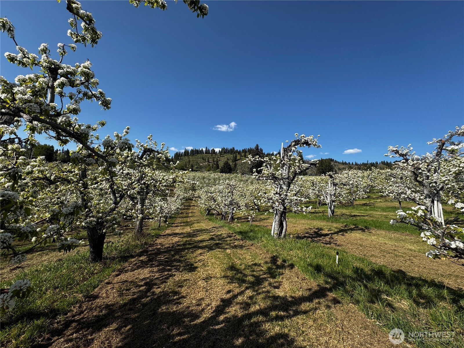 8612 Ludwig Hill Road , Peshastin, WA 98847