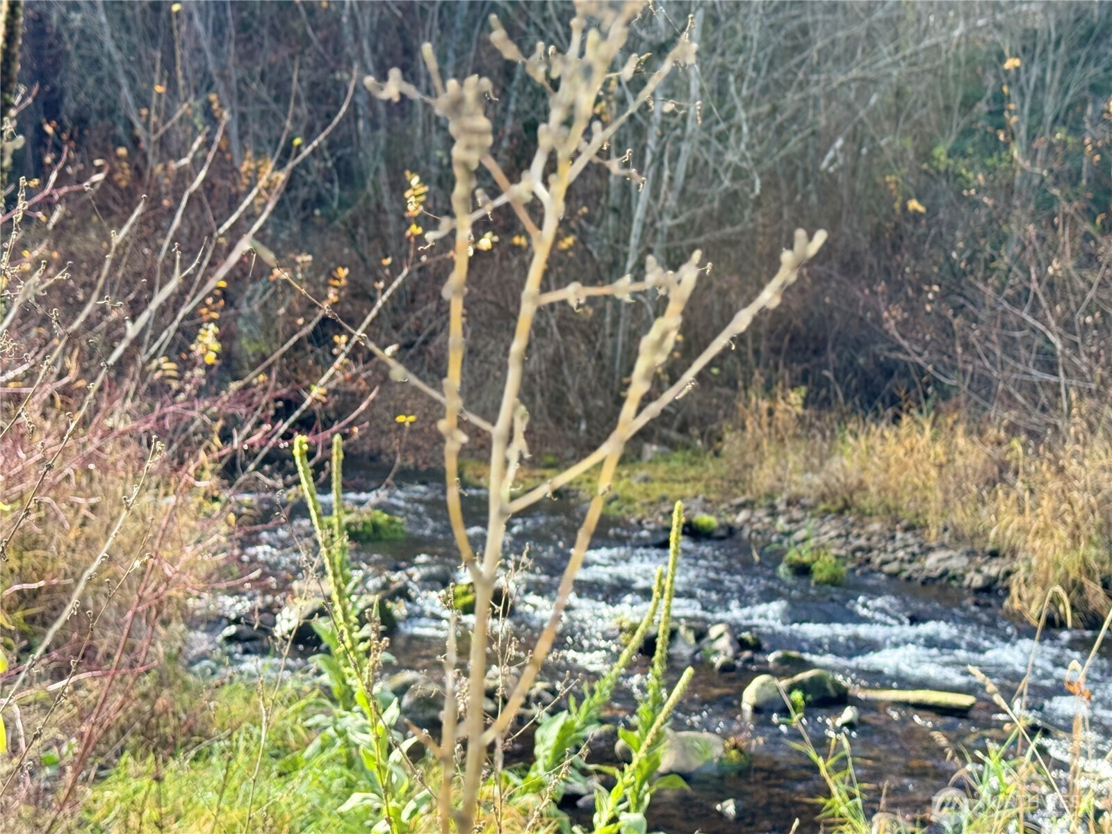 111 Tamarack Lane , Dayton, WA 99328