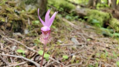 0 Lot 2 Harborview Lane , Orcas Island, WA 98243 - Photo 13