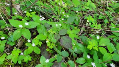 0 Lot 2 Harborview Lane , Orcas Island, WA 98243 - Photo 18