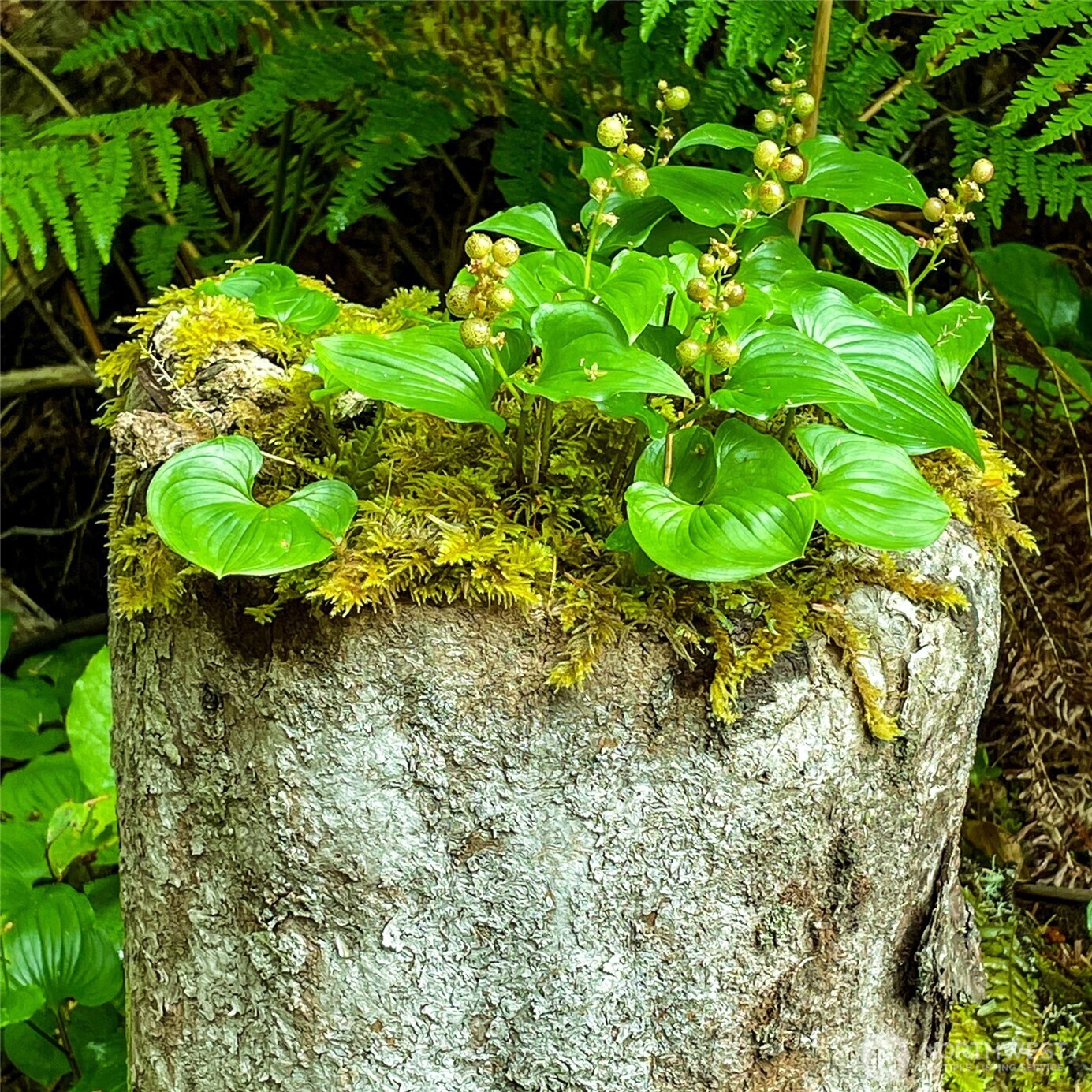 2 Dolphin Lane , Copalis Beach, WA 98535