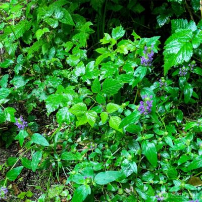 2 Dolphin Lane , Copalis Beach, WA 98535 - Photo 25