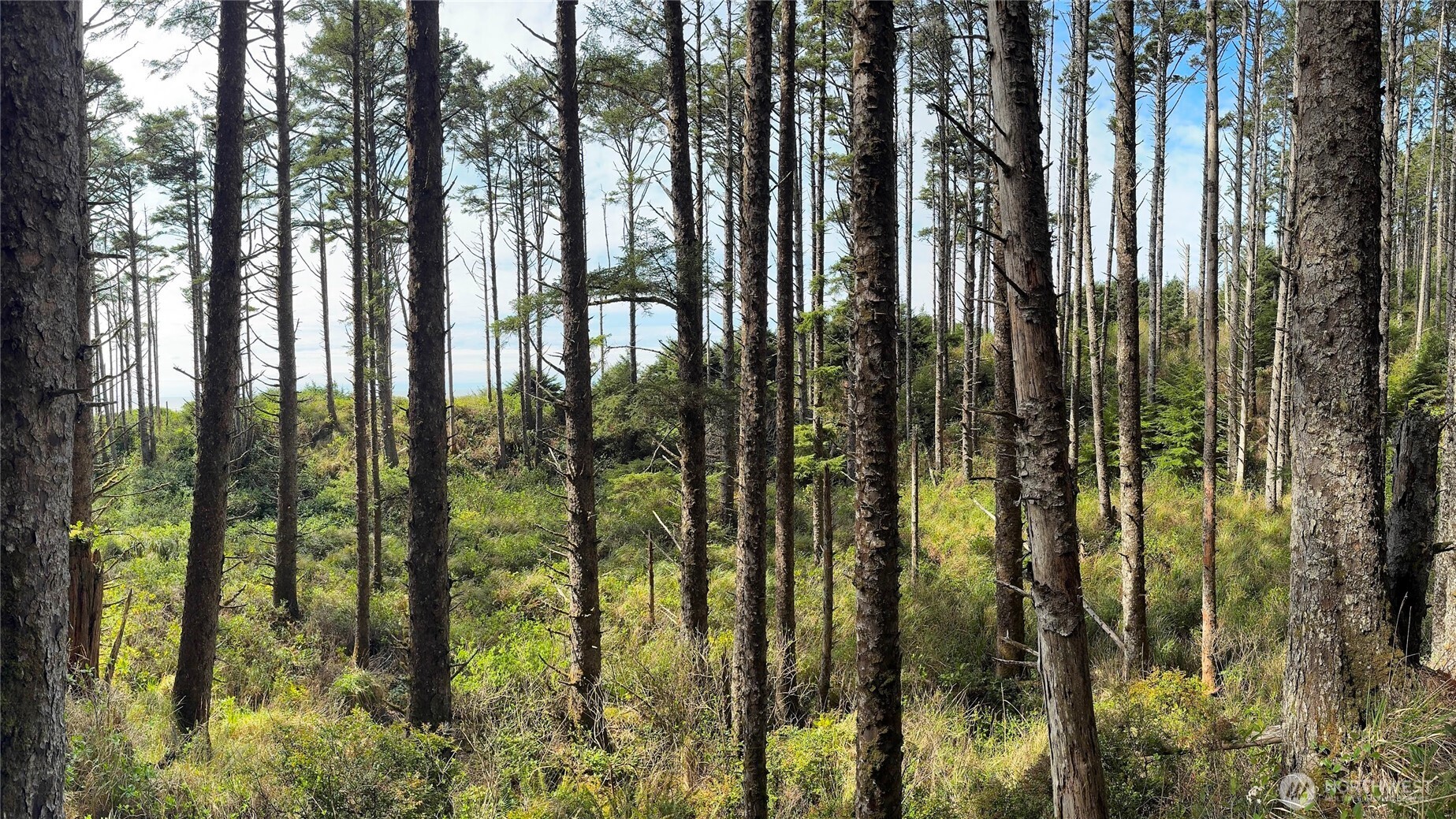 5 & 6 Roosevelt Beach Lots , Pacific Beach, WA 98571