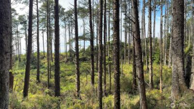 5 & 6 Roosevelt Beach Lots , Pacific Beach, WA 98571 - Photo 4