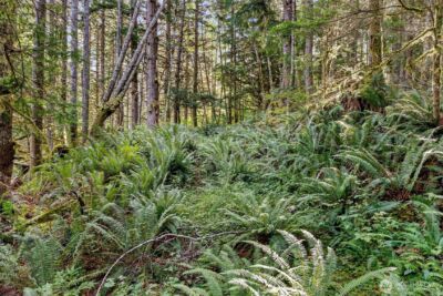 1 Skate Creek Road N, Morton, WA 98356 - Photo 29