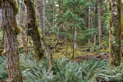 1 Skate Creek Road N, Morton, WA 98356 - Photo 30