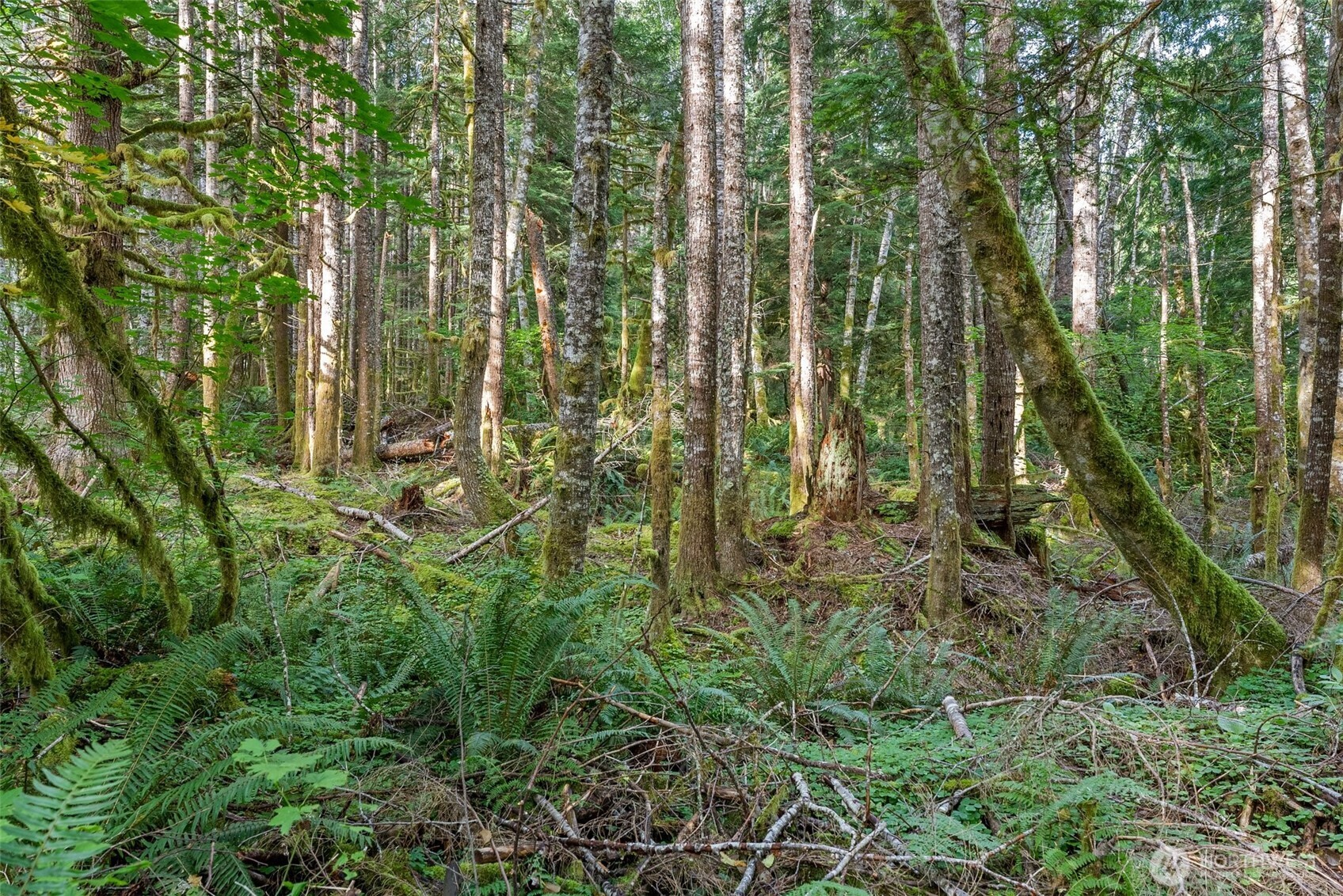 1 Skate Creek Road N, Morton, WA 98356