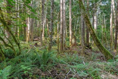 1 Skate Creek Road N, Morton, WA 98356 - Photo 36