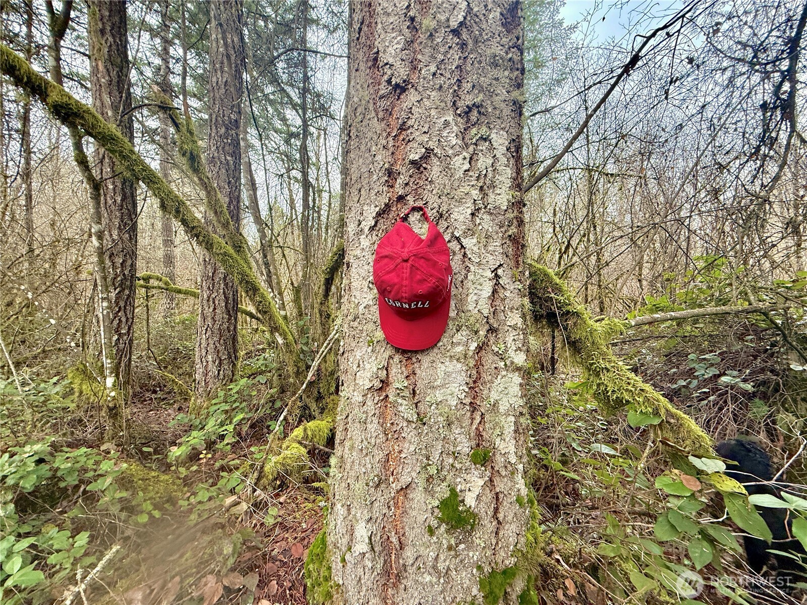 298 Boone Road , Toledo, WA 98591