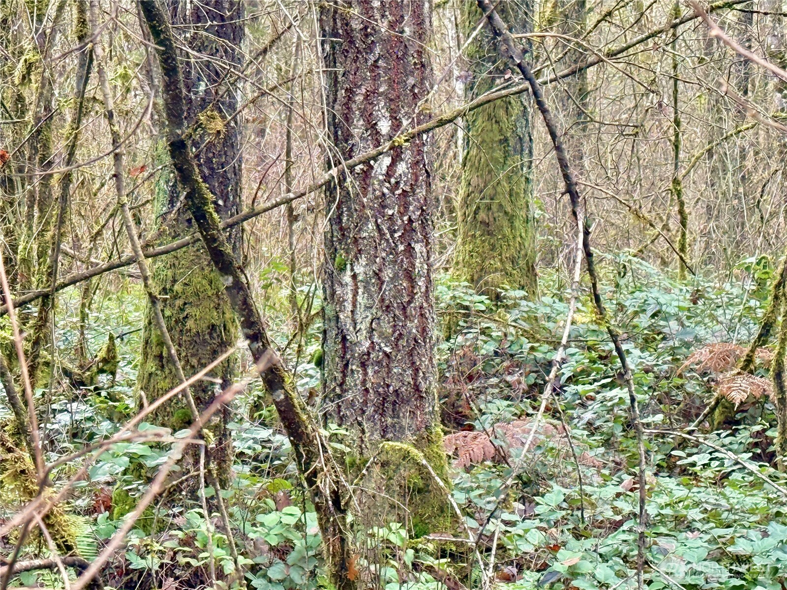 298 Boone Road , Toledo, WA 98591