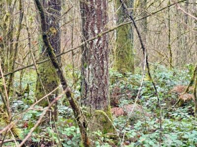 298 Boone Road , Toledo, WA 98591 - Photo 13